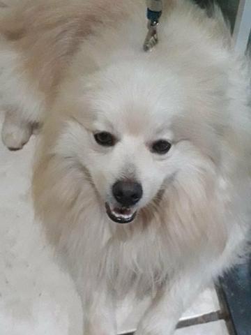 Spitz alemão - Foto 4