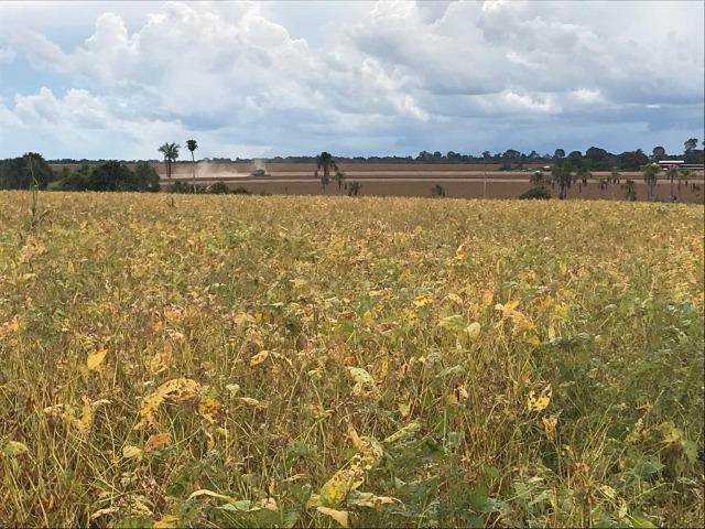 Fazenda 302 Hectares Plantando Lavoura - MT