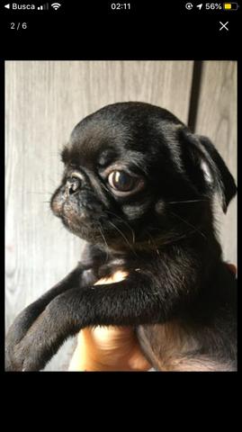 Vendo pug fêmea - Foto 6