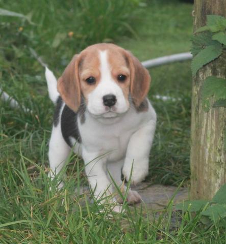 Beagle mini, a pronta entrega - Foto 2