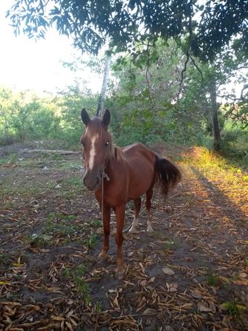 Vendo ou troco uma égua muito boa - Foto 2
