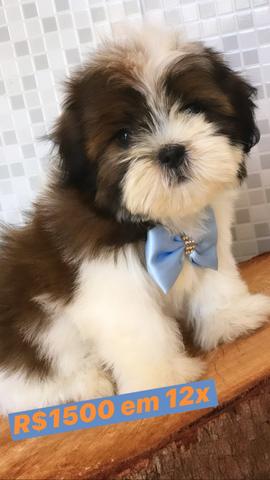 Shih tzus mais lindos e com garantia