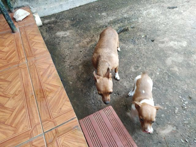 Vendo filhote de Pinscher 1 - Foto 4