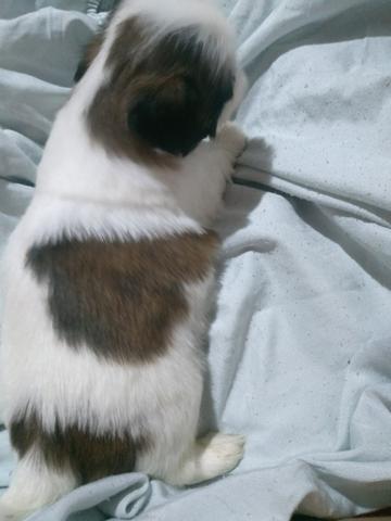Macho Shi Tzu legítimo - Foto 2