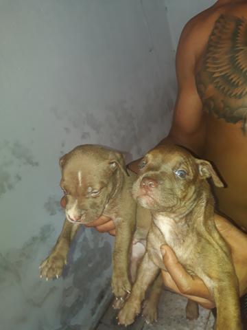 Linda filhote de pitbull olhem bem as fotos - Foto 5
