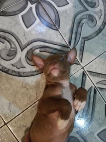 Vendo esse filhote - Foto 2