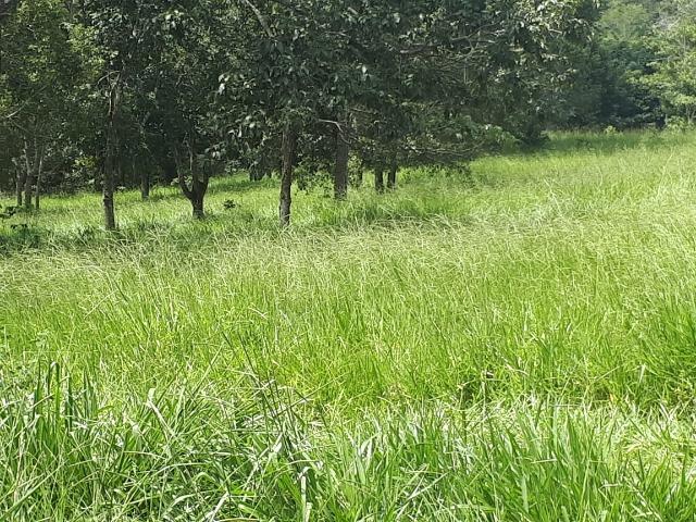 Fazenda c/ 508he c/ 330he Formados, 28km de Alto Araguaia-MT - Foto 14