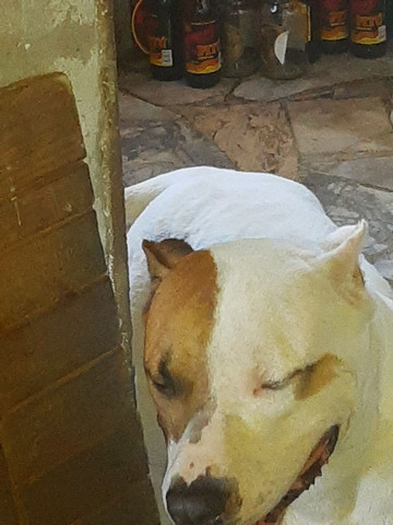 Pitbull Terrier Ingles Cachorros E Acessorios Sete De Abril Salvador 788984306 Olx