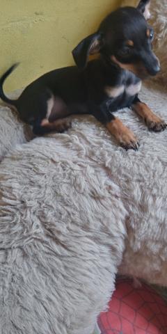Pinscher miniatura macho - Foto 3