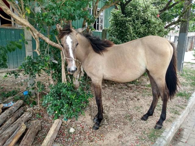 Cavalo e potranca - Foto 6