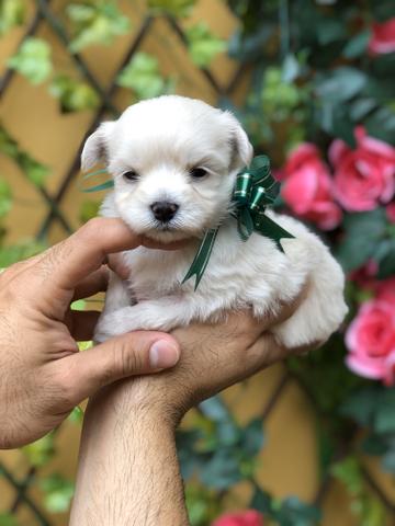 Último Casal de Maltês Micro disponível - Foto 3