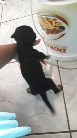 Adoção - Foto 2