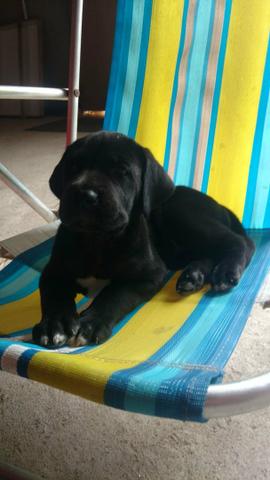 Dog alemão - Foto 4