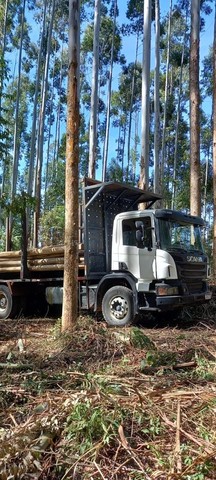 Scania P360 6x4 transtora/florestal, buggy pesado