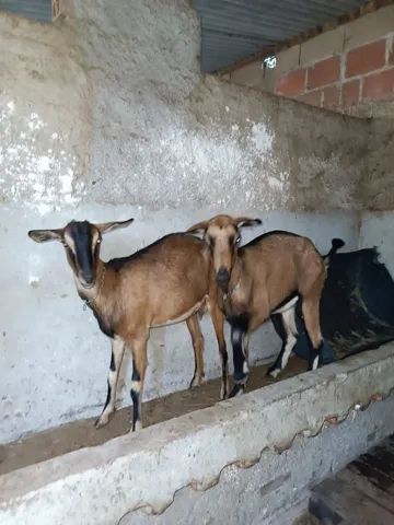 Cabras a venda 