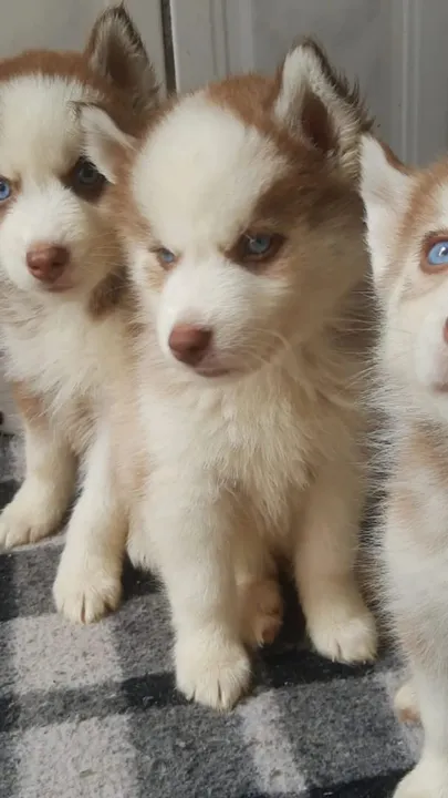 Husky Siberiano