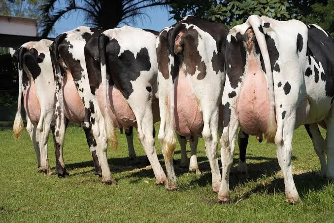 Vaca girolando - Leite de Qualidade em até 12 X