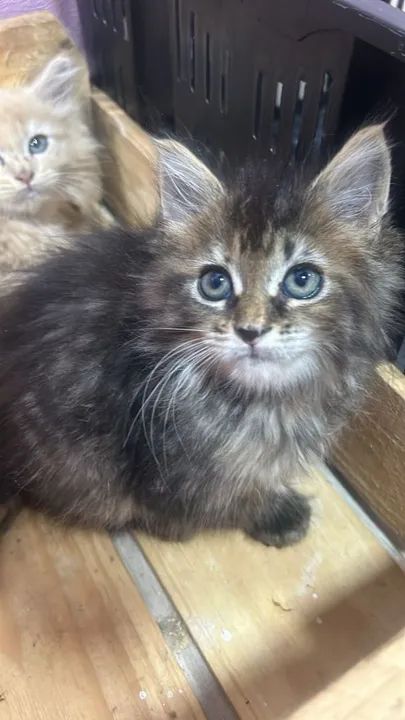  Maine Coon disponível  - Foto 4
