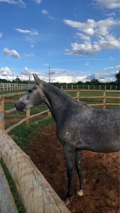 Vendo linda Potra Mangalarga Marchador Registrada Provisório  - Foto 4