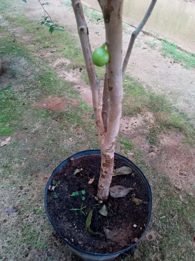 Jabuticaba branca..... - Foto 4