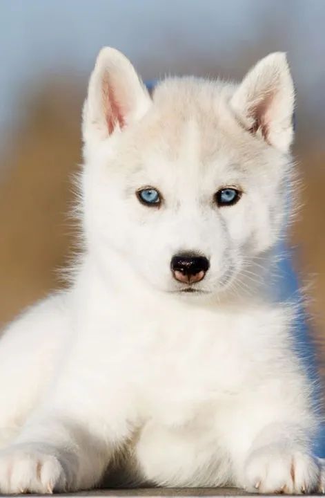Husky Siberiano Todo Branco Com Olhar Lindo