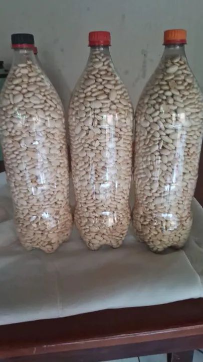 Fava branca em Garrafas Pet - Produção Rural