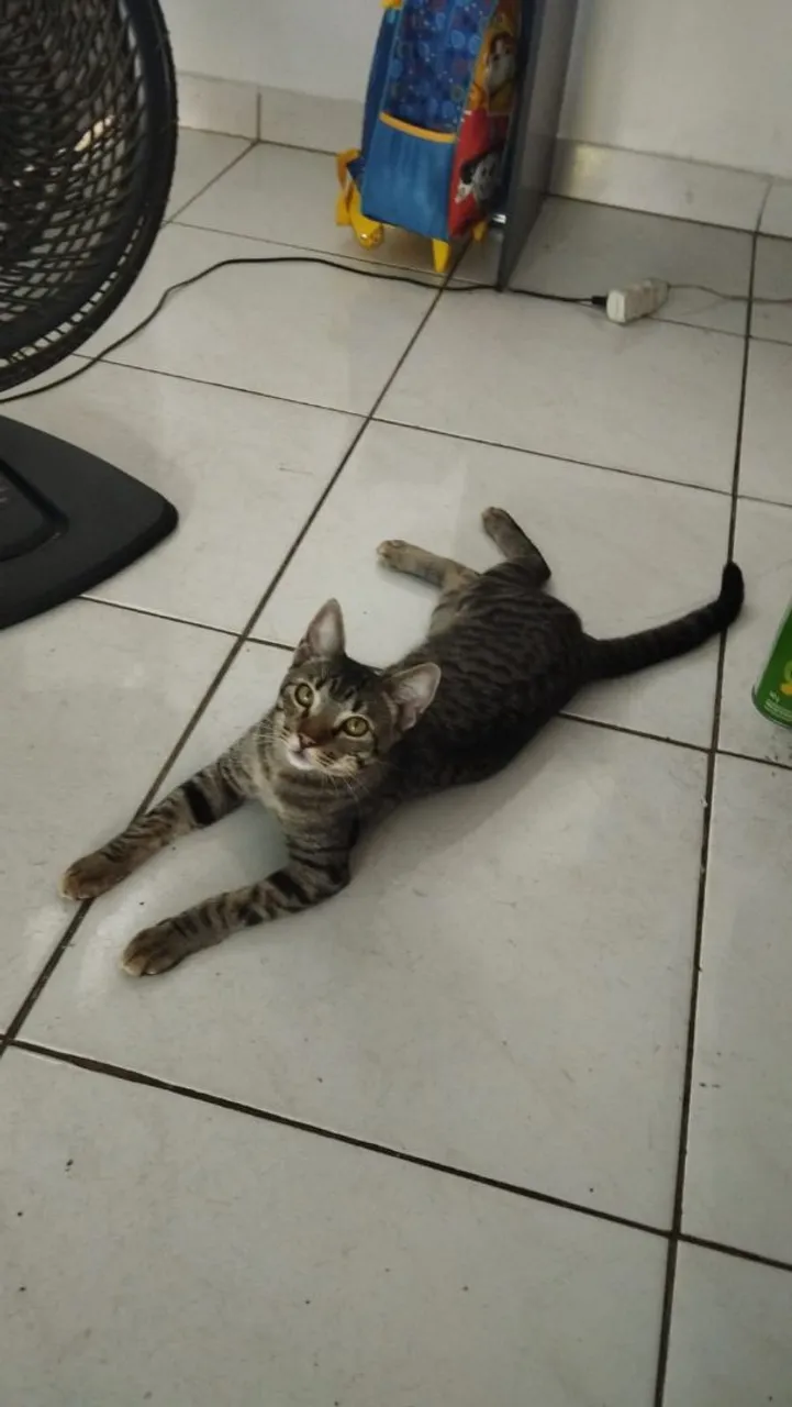Gatinho lindo e charmoso para adoção!
