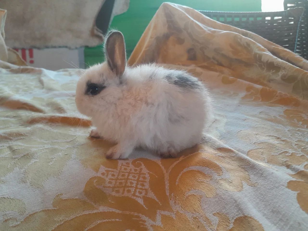 Coelhinho Netheland Dward  Menor  Raça de Coelho. - Foto 5