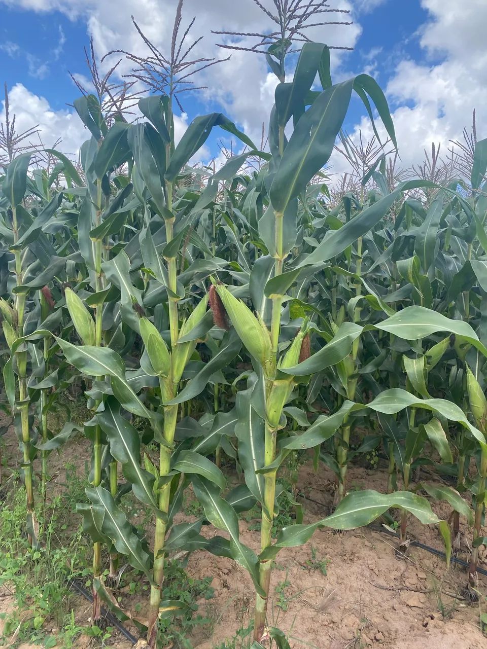 Silagem de Milho - 100% dos Grãos - saco 25kg - Foto 6
