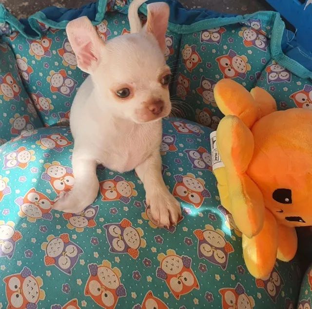 Chihuahua Fêmea Branca Linda Esperando Por Você!