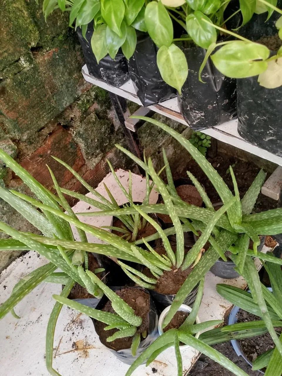 Cactos pendentes e plantas  - Foto 2