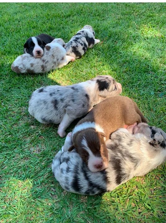 Filhotes de Border Collie - Canil NJ Ceara - Foto 3