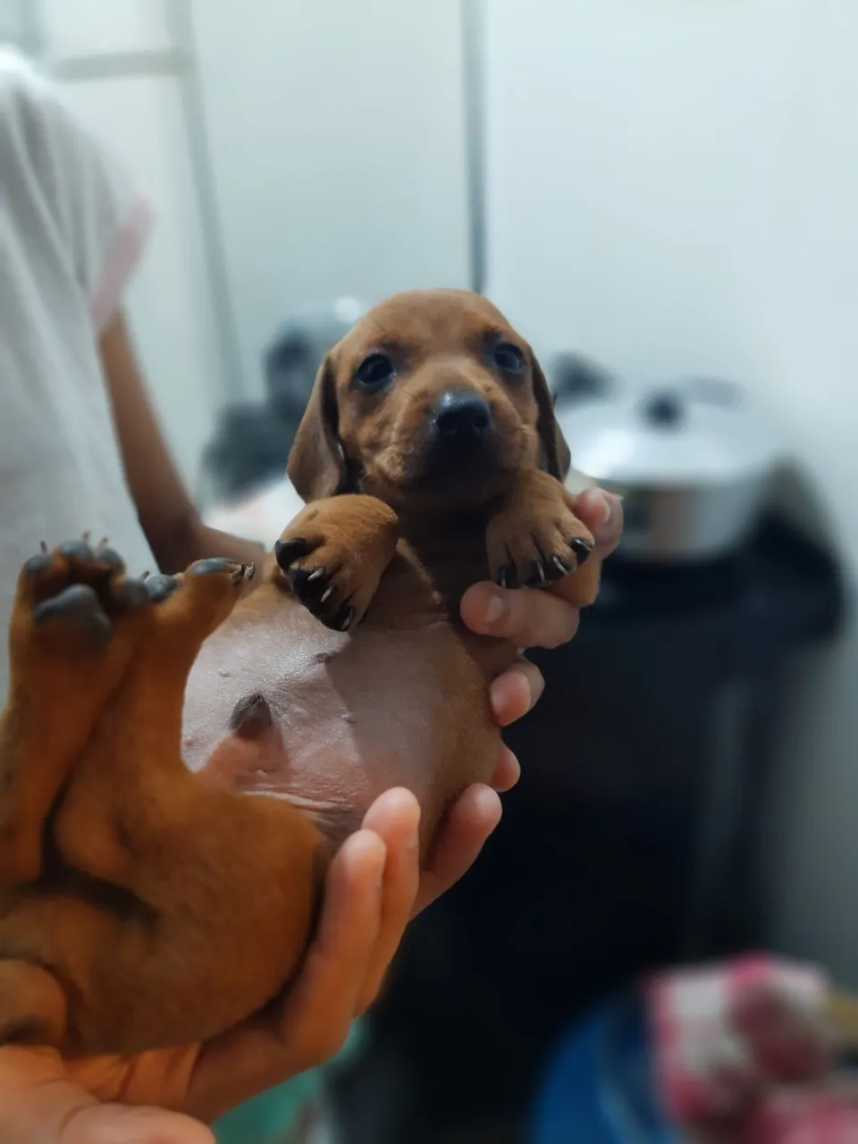 Filhote de Dachshund no precinho 