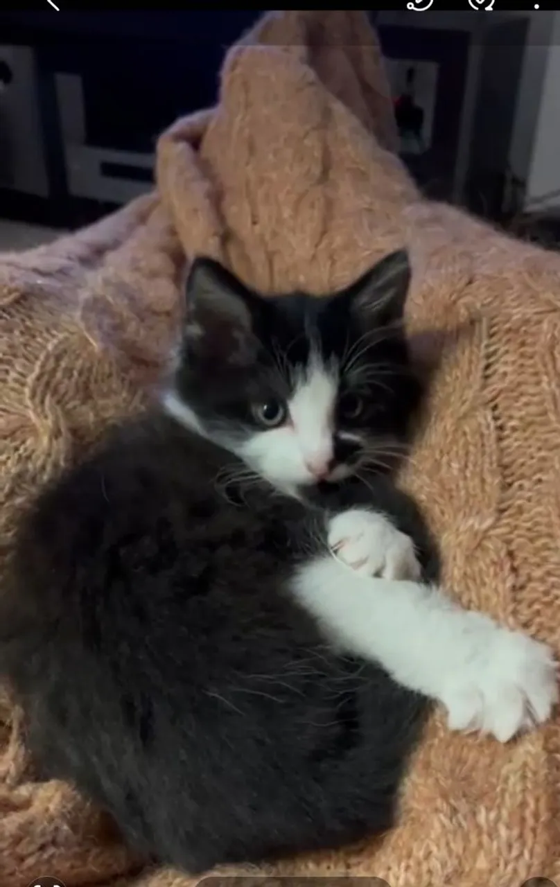 Gatinho filhote (macho)adorável para adoção!