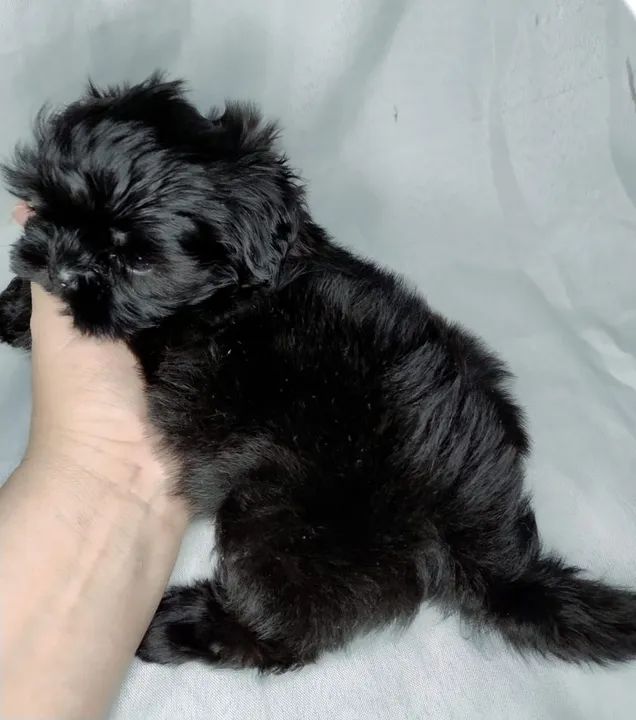 Shih Tzu Fêmea  - Foto 3