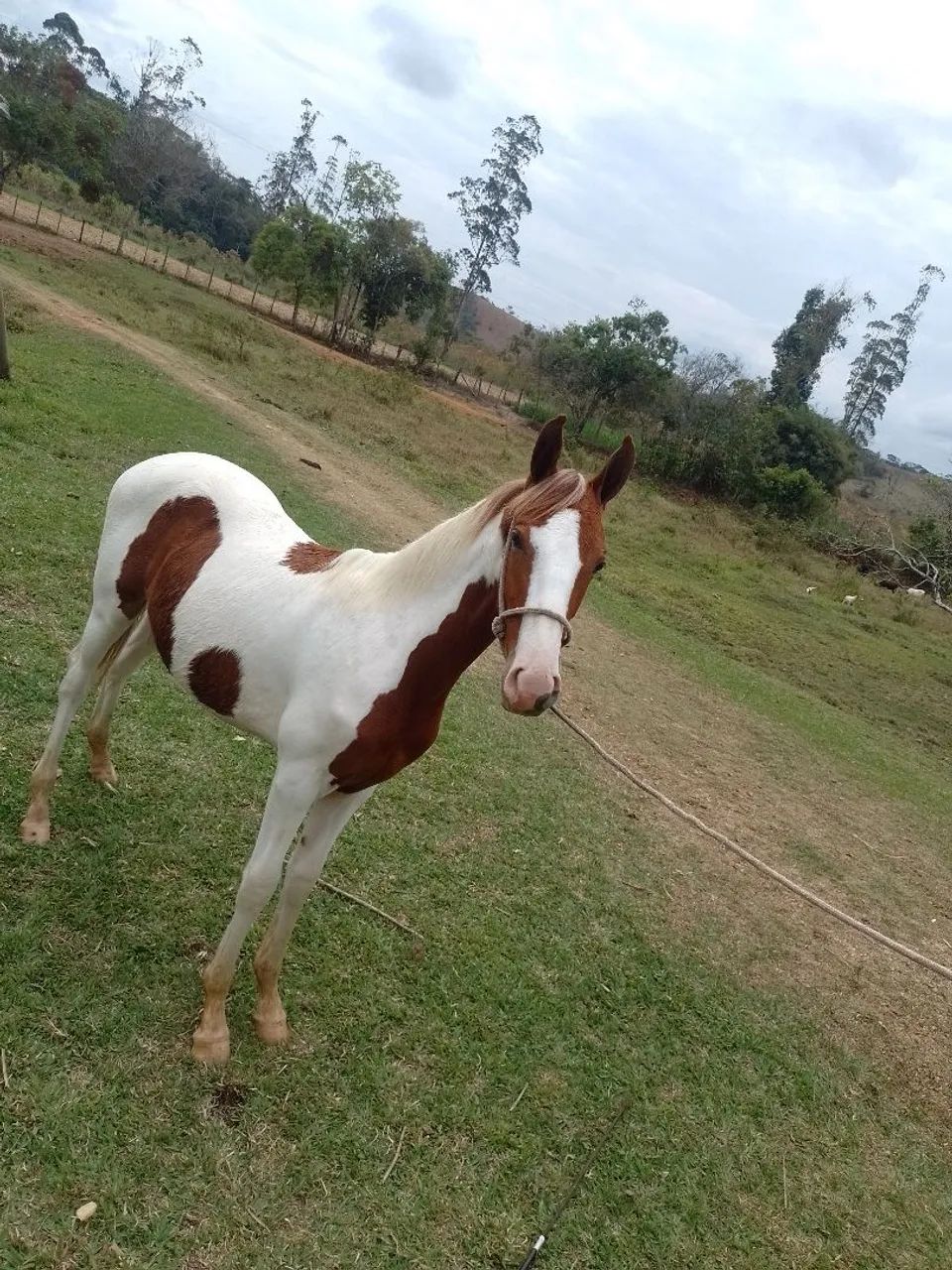 Vende-se potro mangalarga marchador com registro  - Foto 4
