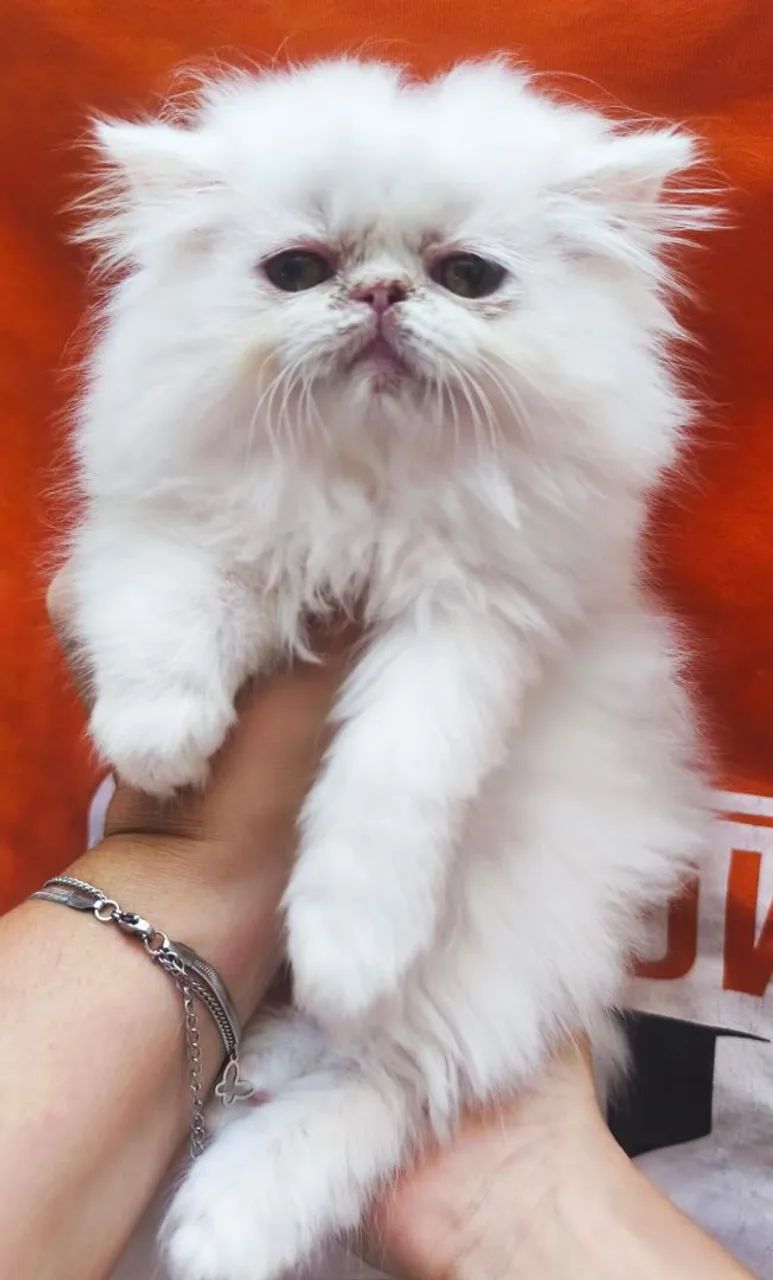 Gato persa top show - Foto 2