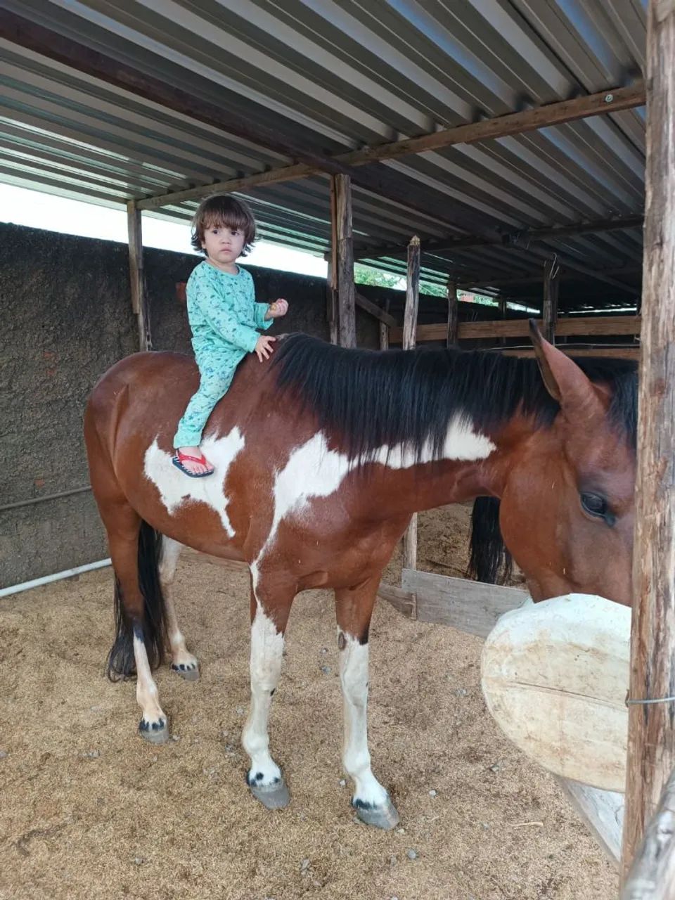 Mangalarga marcha batida  - Foto 4