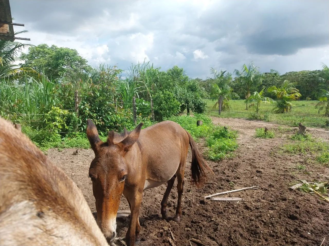 Burro para venda com idade de 1 ano e 9 meses - Foto 2