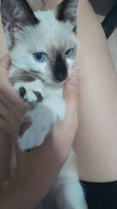 Fêmea disponível para adoção 