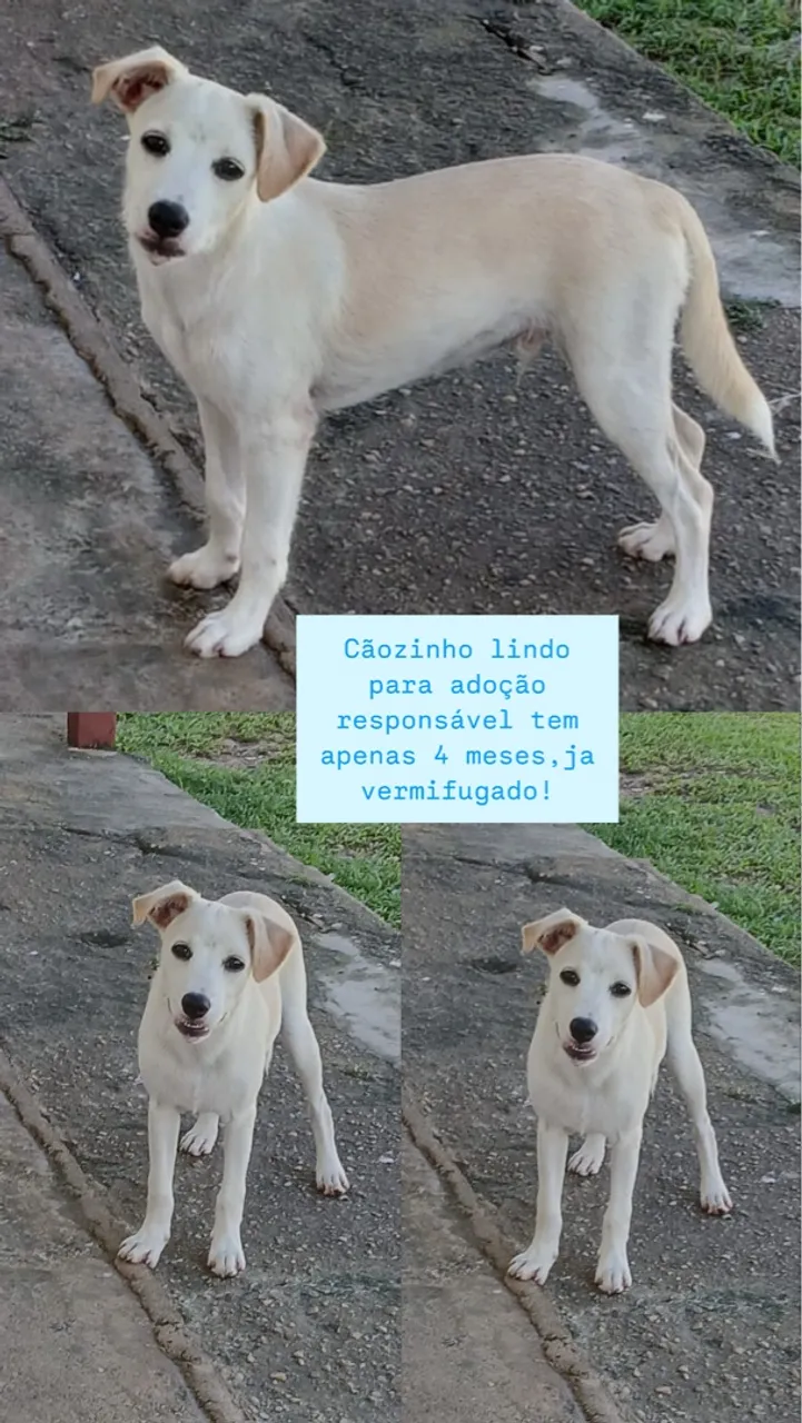Filhote para adoção responsável
