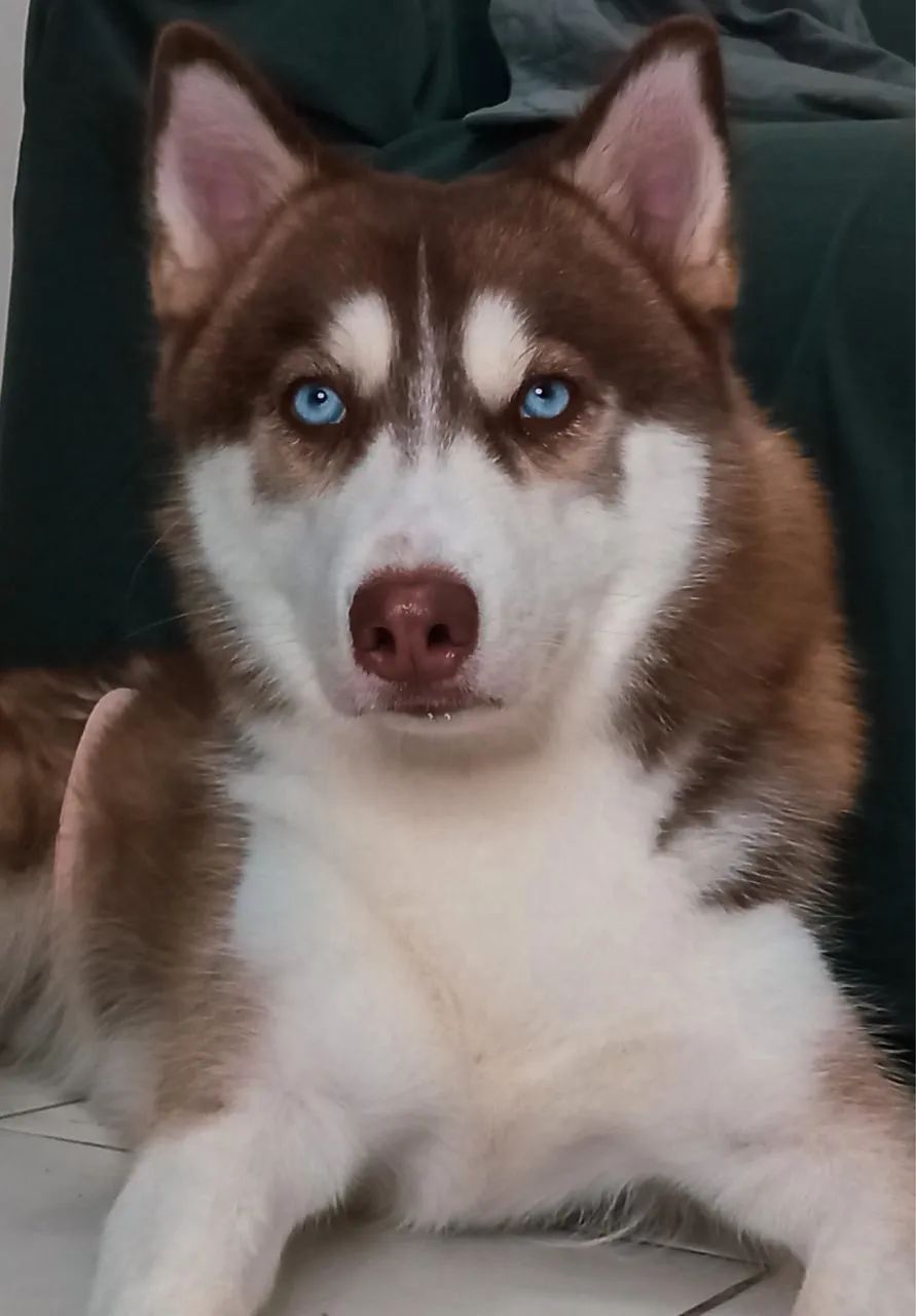Husky siberiano  - Foto 2