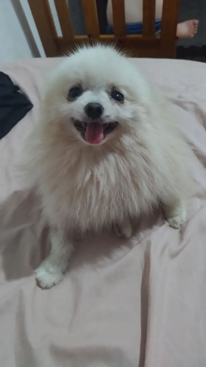 Spitz Alemão - Foto 5