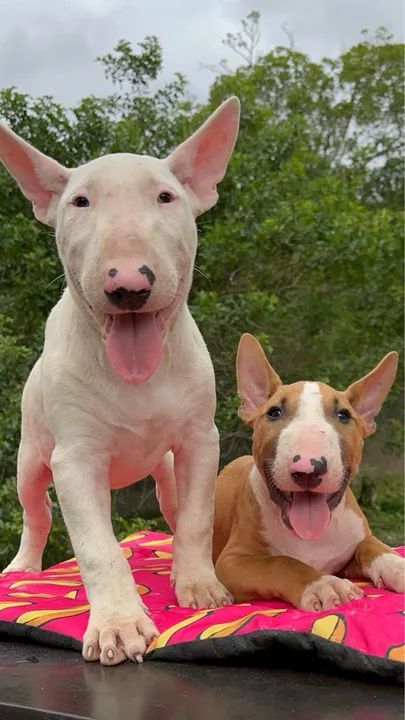 Bull Terriers Disponíveis - Saúde, Qualidade e Muita Personalidade!