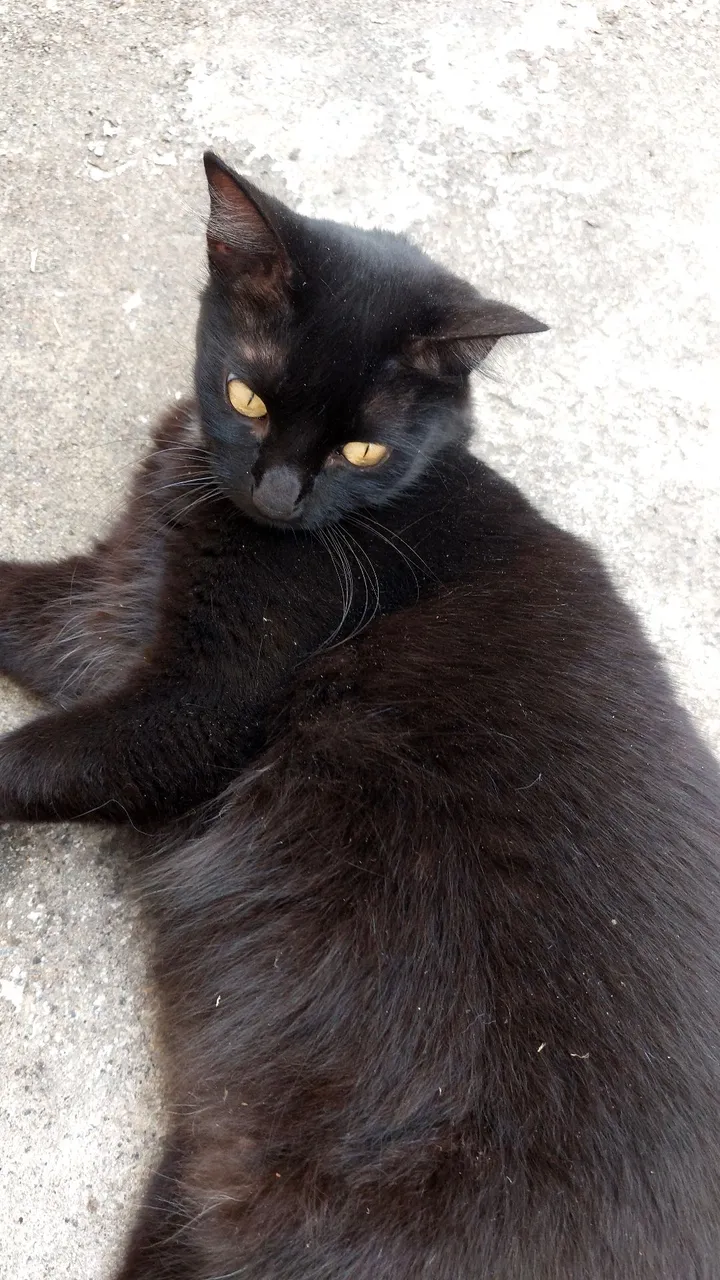 Gatinha preta charmosa para adoção