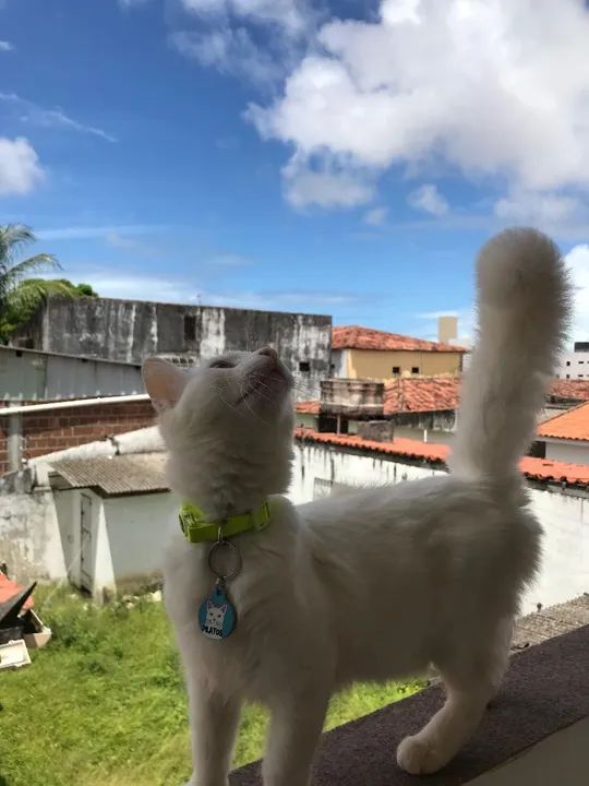 Gato da raça Khao Manee com heterocromia  - Foto 4