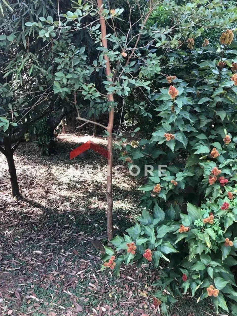 Chácara em Rua Henedina Oliveira Bresler - Bela Vista - Paulínia/SP - Foto 6