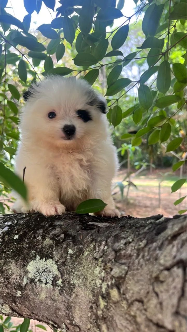 Lulu da Pomerania Anoes  - Foto 2