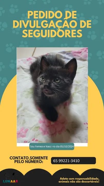 Lindos filhotes para adoção Responsável! - Foto 6