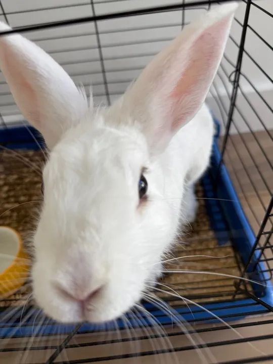 COELHA PARA DOAÇÃO  - Foto 6